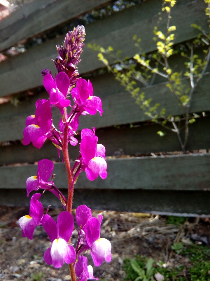 Magenta Beauty