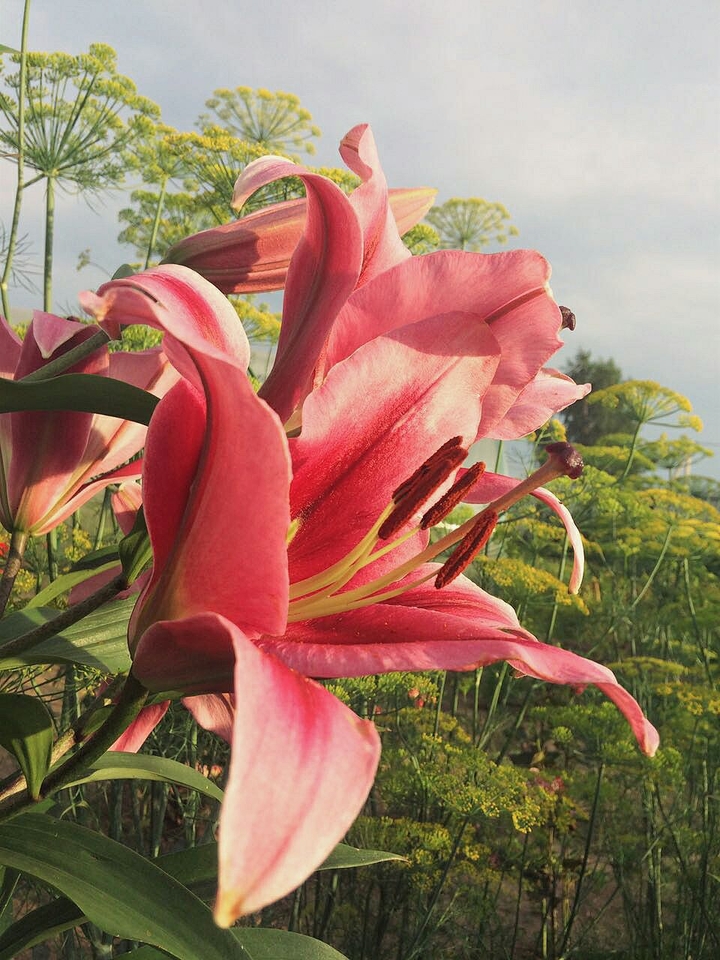 happy flowers