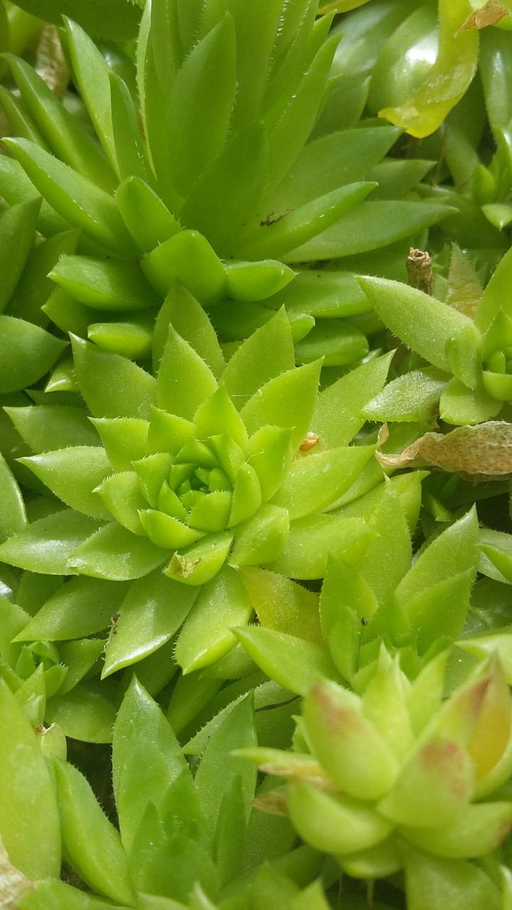 Plant