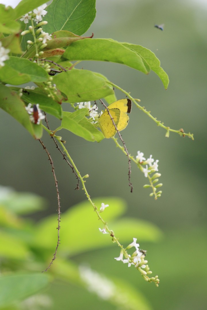 Yellow butterfly