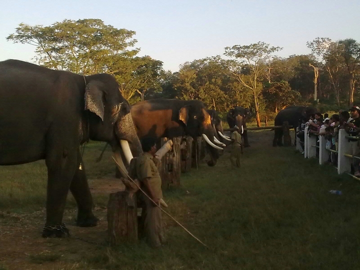 mudumalai elephants show