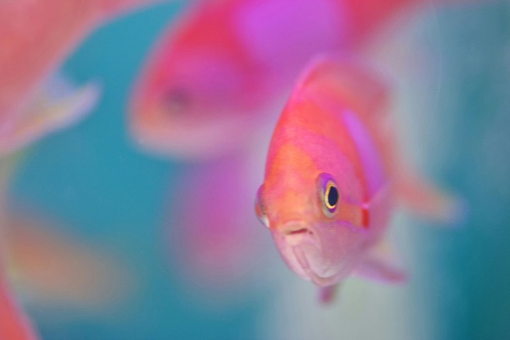 Fish.