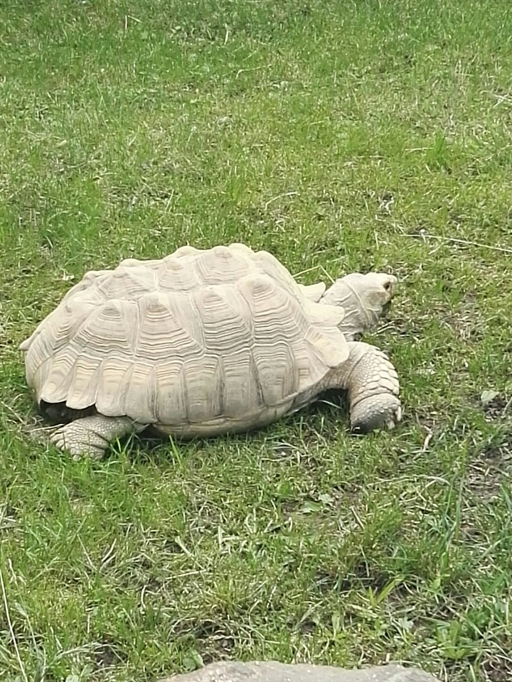 Turtle