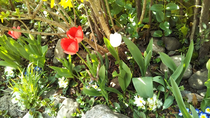 Tulips