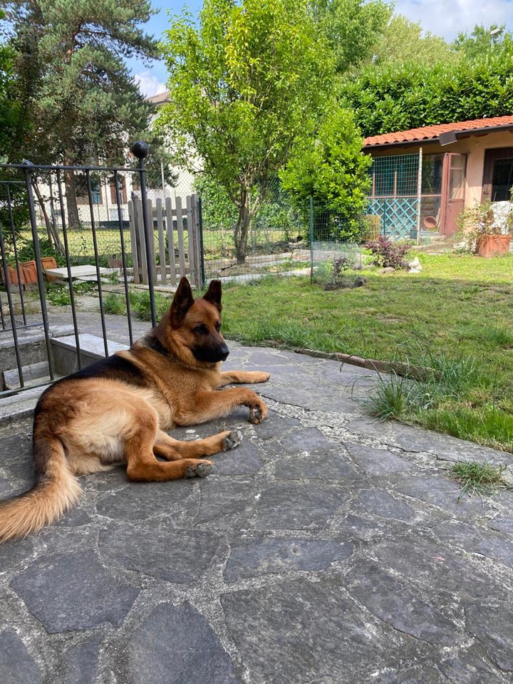 dog