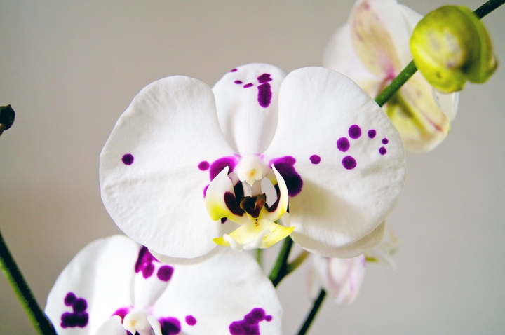 #orchid