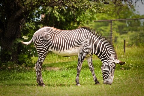 Z Is For Zebra