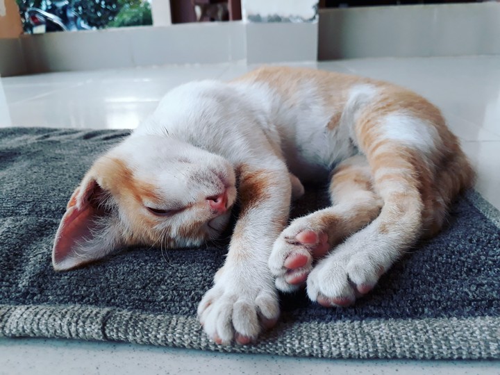 My Tom