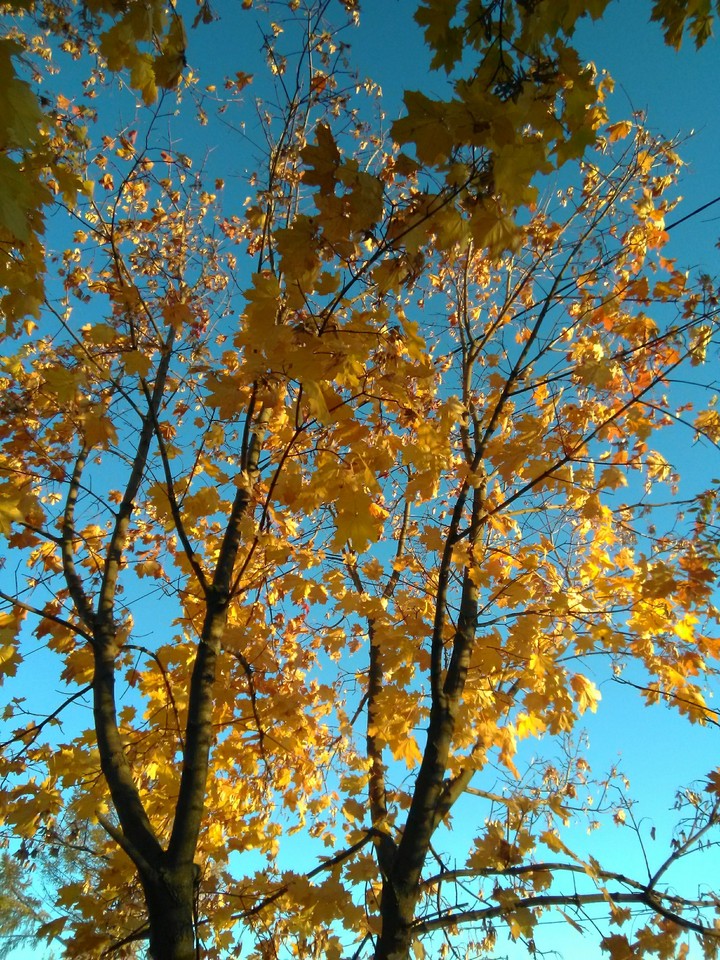 Autumn