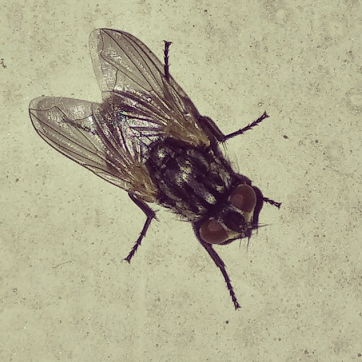 makkhi