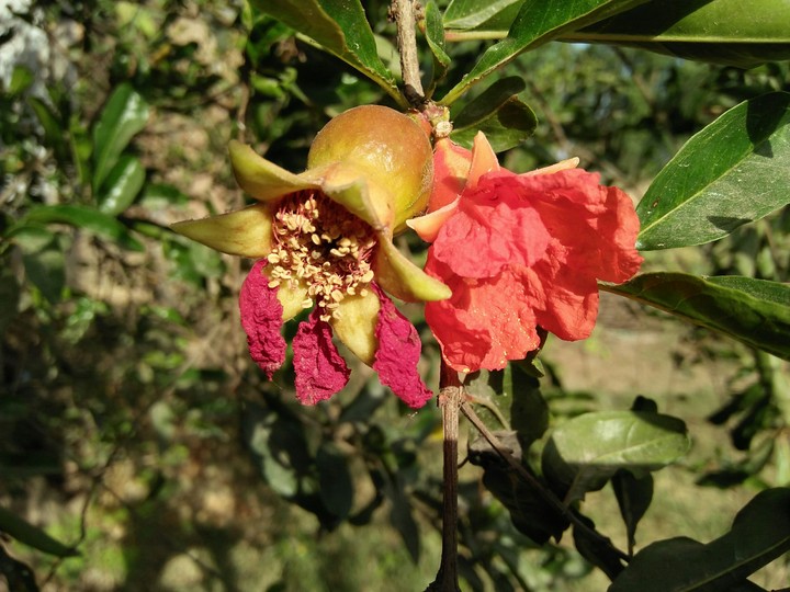 flower