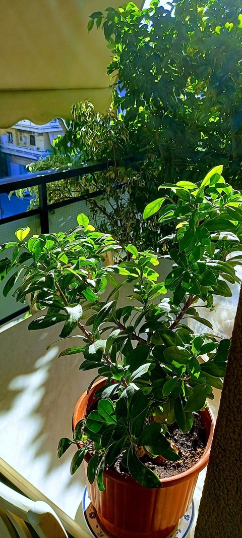 Original green balcony collection