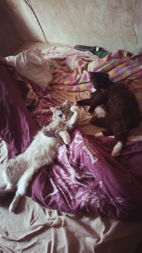 котя и черная