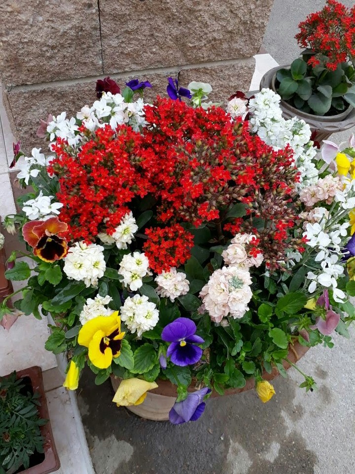 Flowers