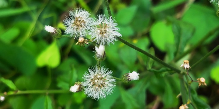 Blossom
