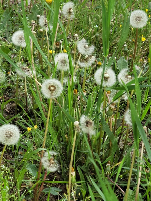 обои plants, flower