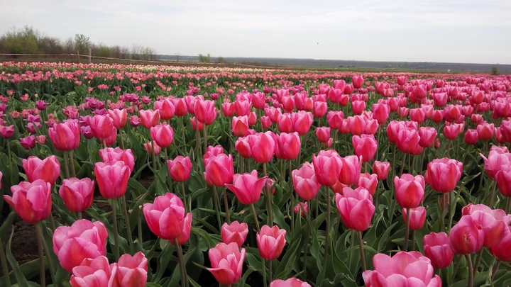 Tulips