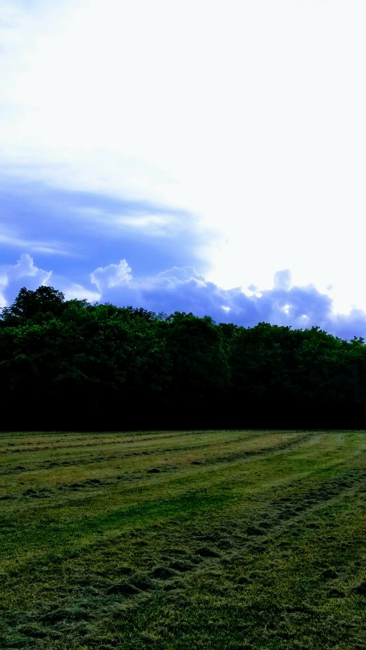 trees