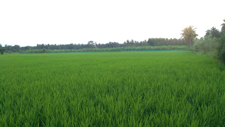 greenery