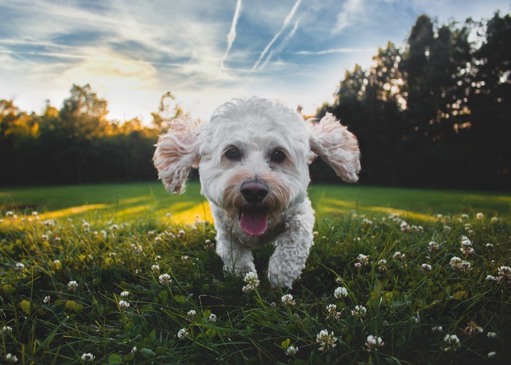 Puppy