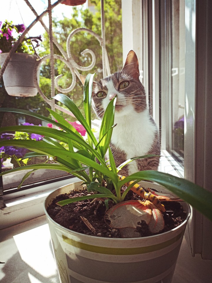 cat