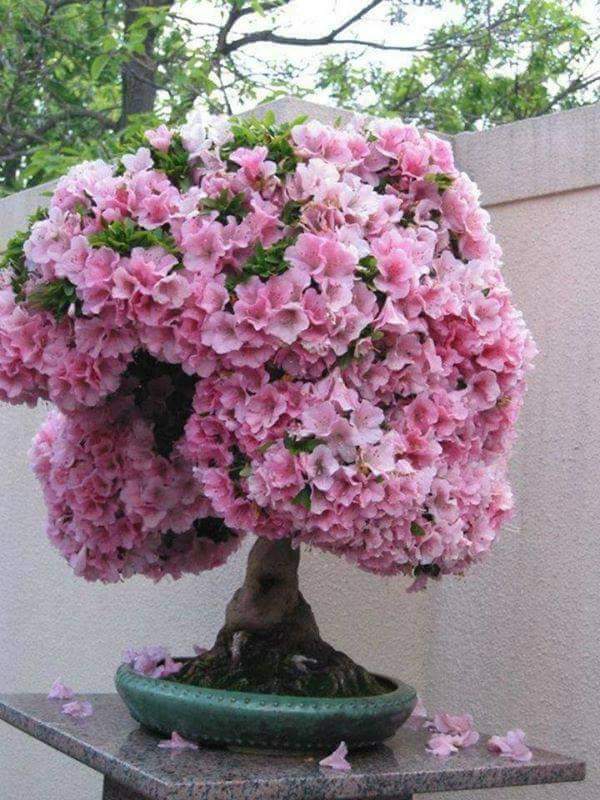 بونساي
