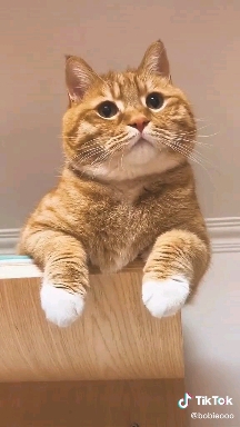 Mieze