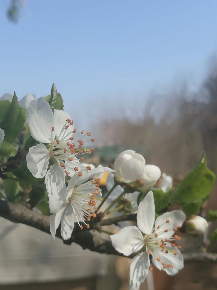 primi fiori