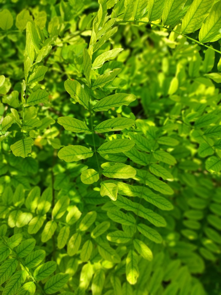 green
