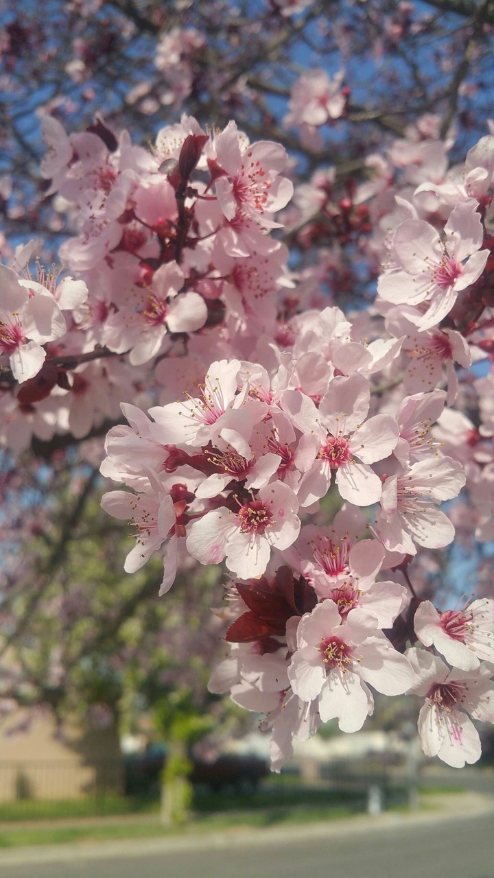 Blossoms