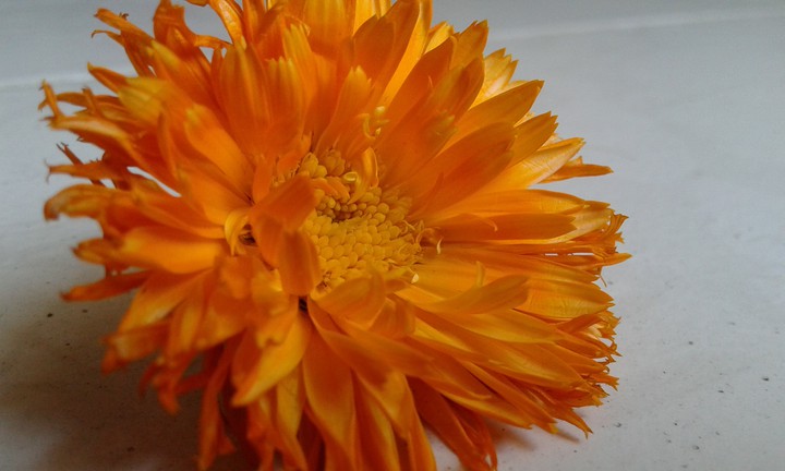 another view of that flower !