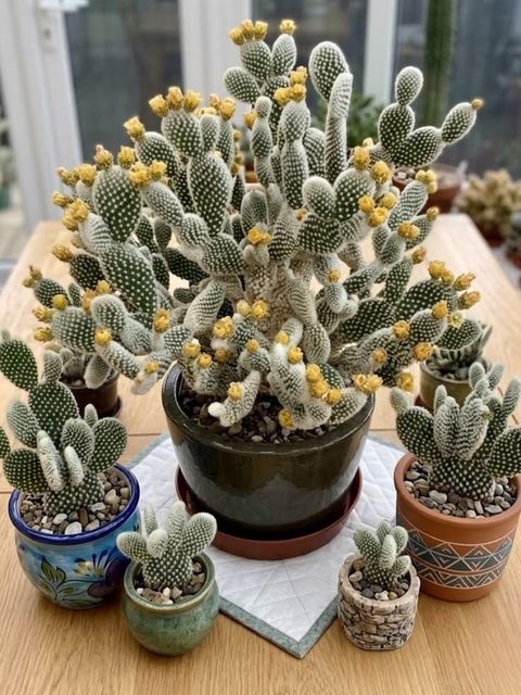 sfondi Cactus, flowerpot