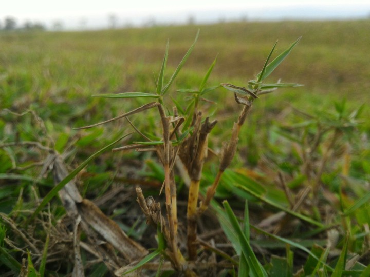 grass wao