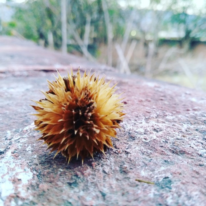 naturaleza muerta