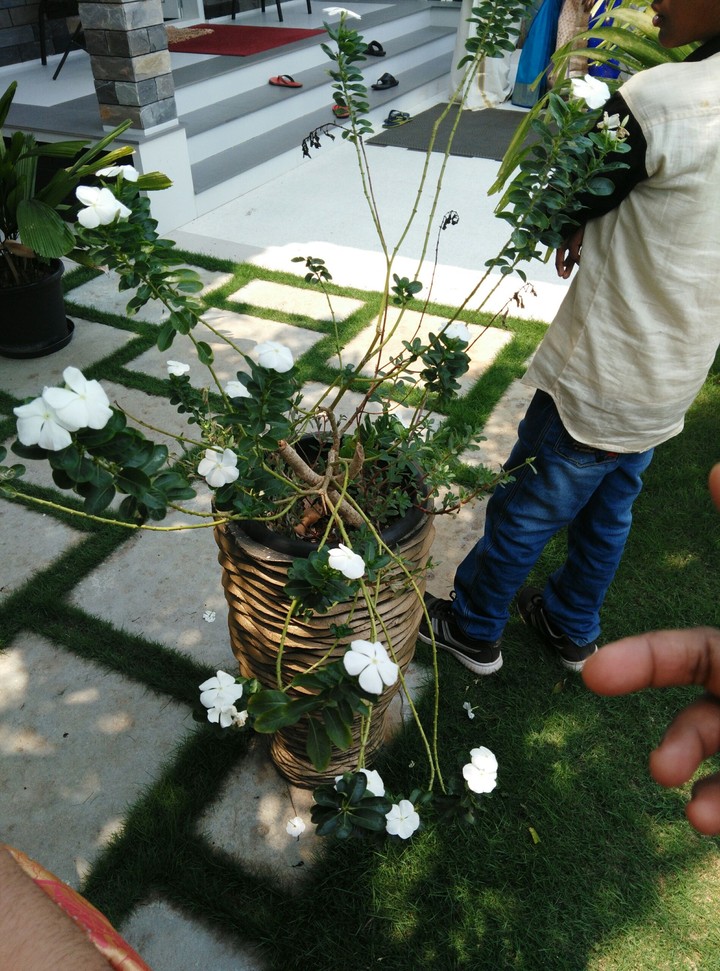 spring+flowers