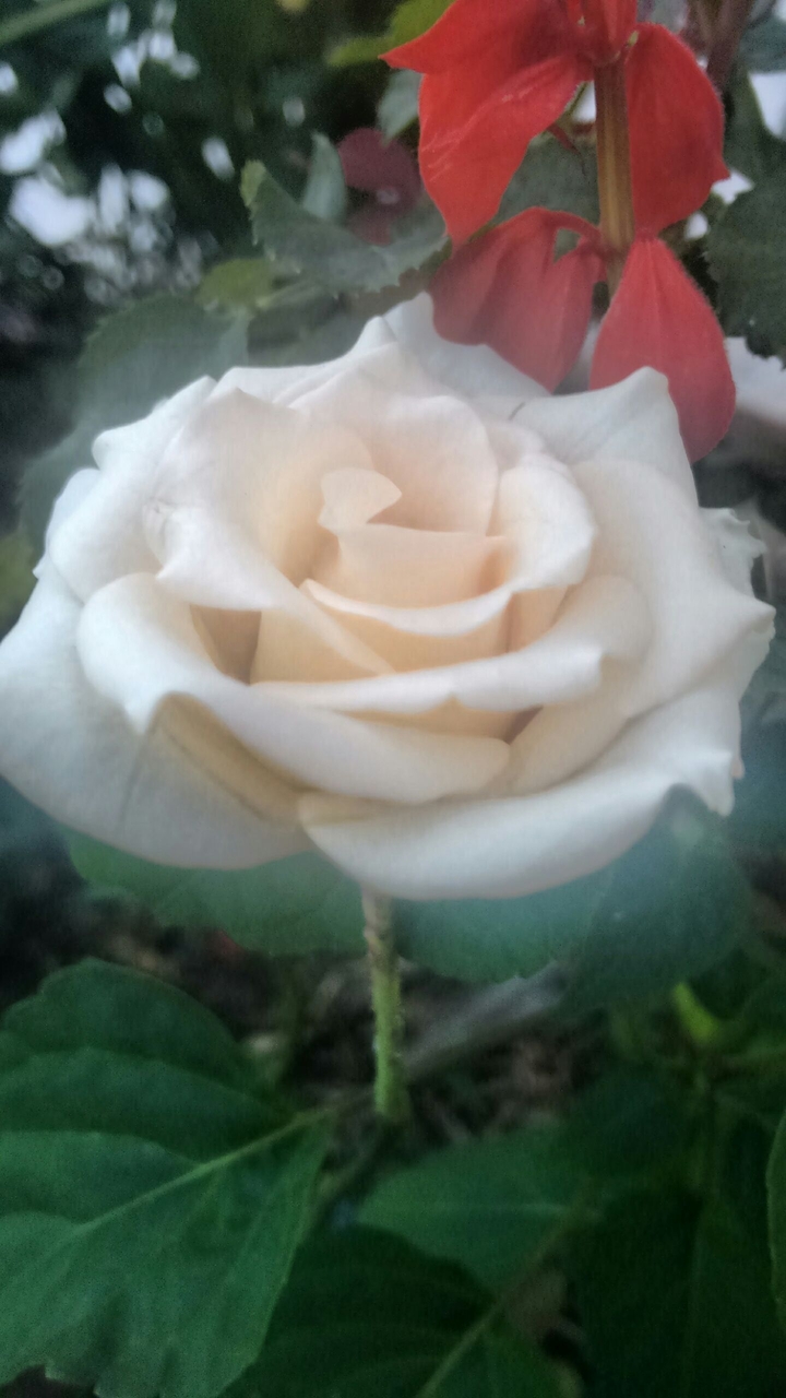 fleurs