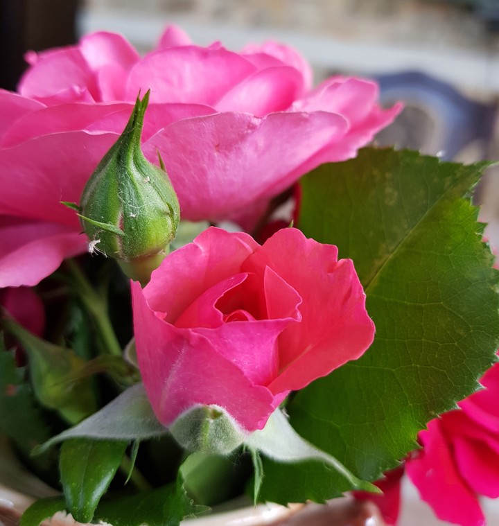 rose