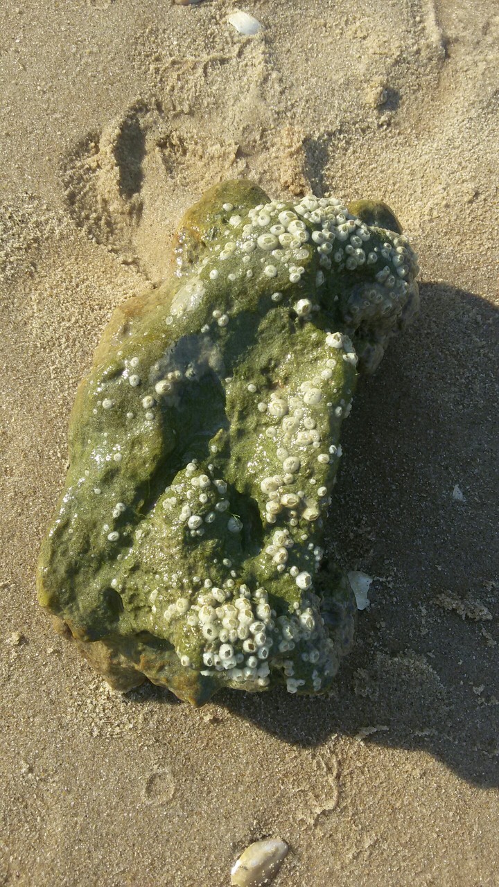 sea