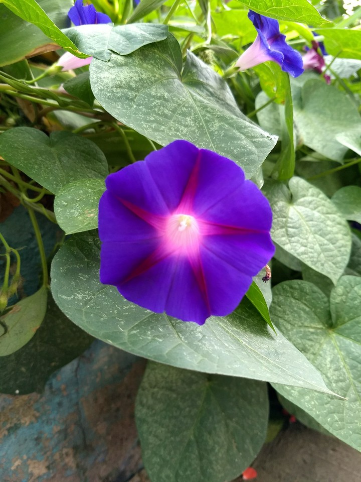 Beauty everywhere