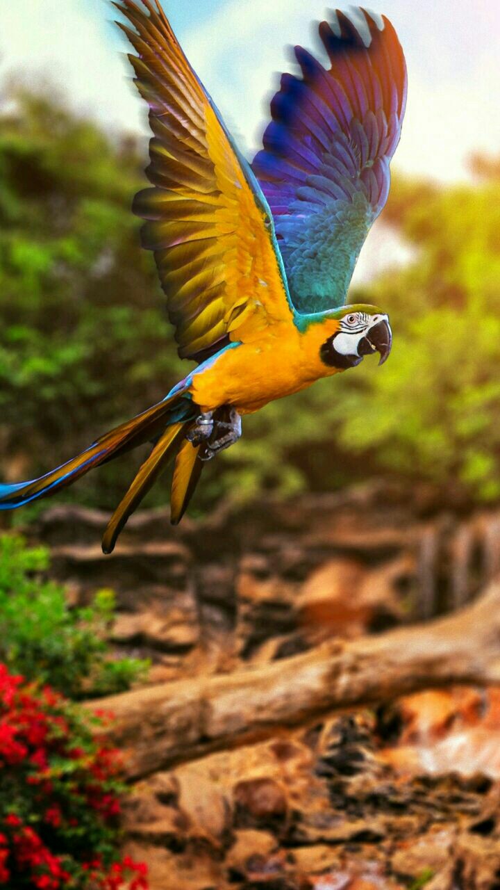 parrot .........