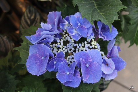plant, blue वॉलपेपर