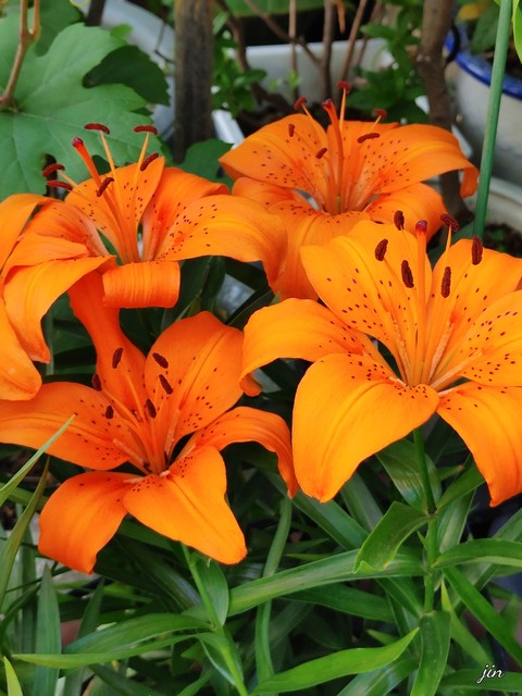 summer, perfume Hintergrundbilder