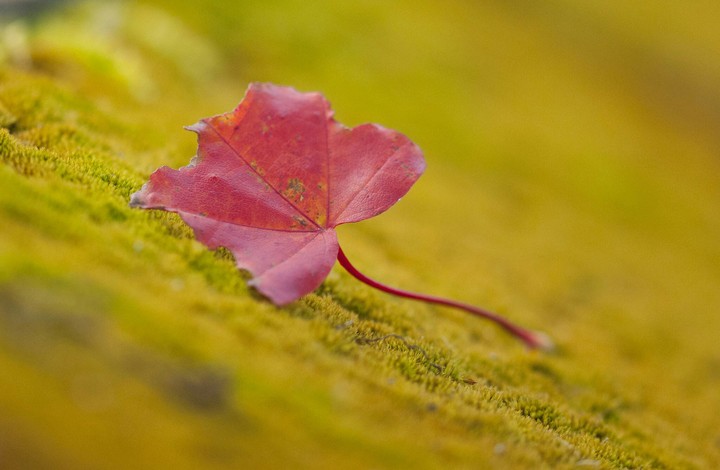 Leaf
