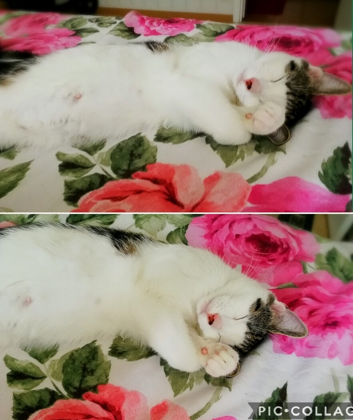 cat
