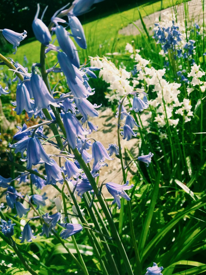 Bluebells xx