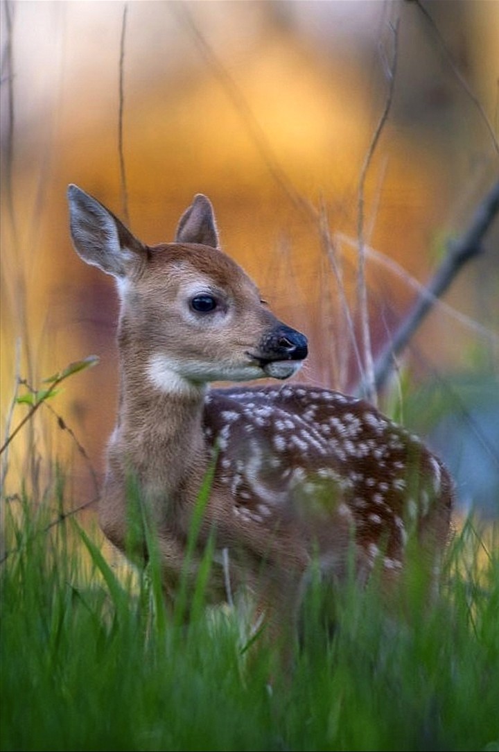 Fawn
