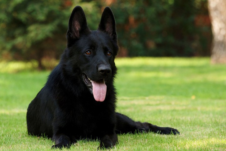 duke