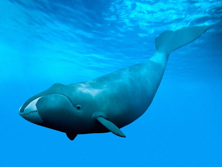 whale
