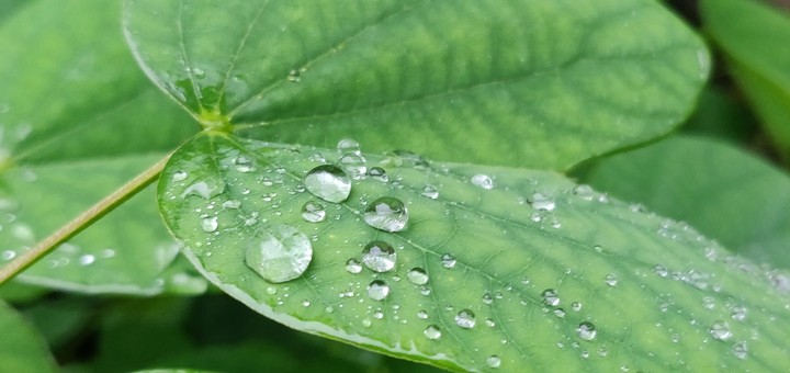 rain drops