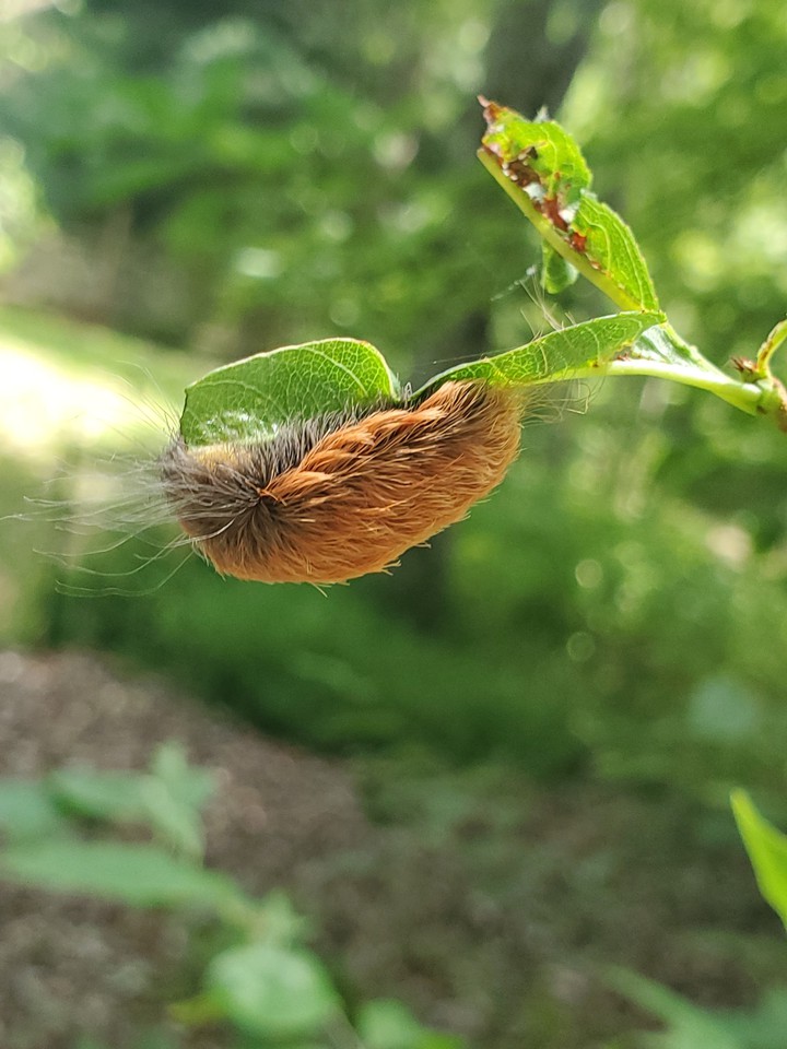 highly venomous puss caterpillar